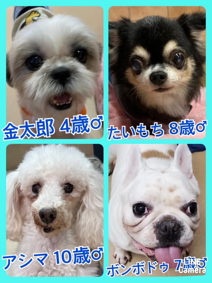 🐾今日の里親様募集中ワンコ🐶メンバーです🐾2021,10,3